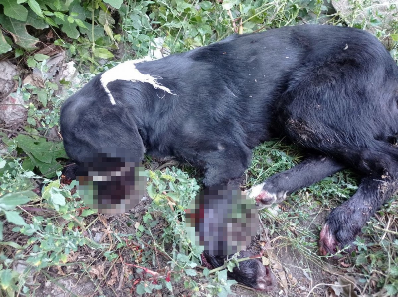 Yaralı köpek için 200 kilometre yol gitti